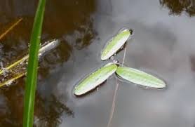 Image result for Hydrocharitaceae