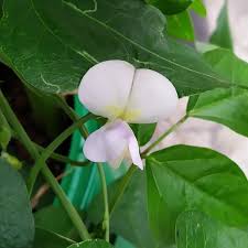 Image result for Vigna pygmaea