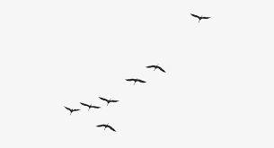Maybe you would like to learn more about one of these? Big Birds Fly On Sky Transparent Png 444x366 Free Download On Nicepng