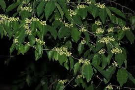 Image result for Dichapetalaceae