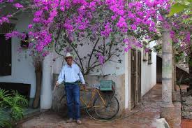 It's easy to grow bougainvillea in florida, and they are arguably the most spectacular plants found here. Bougainvillea Uk Google Search How To Grow Bougainvillea Bougainvillea Conservatory Plants