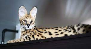 Females range from 10 to 13 pounds on a tall, lanky frame. Where Do Savannah Cats Come From
