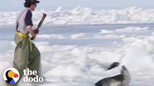 People Are Killing Thousands Of Baby Seals To Make Fur Coats The Dodo Youtube