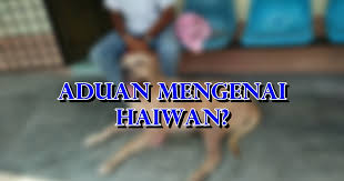Check spelling or type a new query. Ingin Membuat Aduan Mengenai Haiwan Eintan Nurfuzie Lifestyle Beauty Travel Tips Rawatan Kucing Review