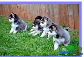 The pomsky is a lively and eager to learn dog, who gets along well with children and elderly alike. Where Can I Find Pomsky Puppies For Sale Pet Animal World
