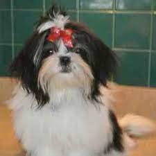 Read about the shih tzu temperament and see why everybody loves this dog. Shih Tzu Coat Colors