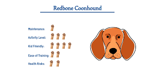 Occasional brushing will do just fine for this breed. Redbone Coonhound Dog Breed Everything You Need To Know At A Glance