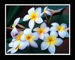 This is a listing of artists and bands who have performed at a big day out music festival, listed by year. Plumeria The Tree With Flowers A Photo From Jakarta Raya Java Trekearth