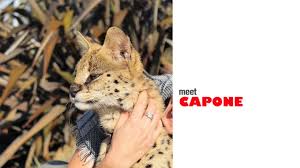 Capone the serval - YouTube