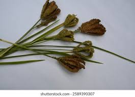 Image result for Eleusine coracana