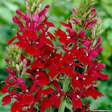 Pin On Flowering Perennial Favorites