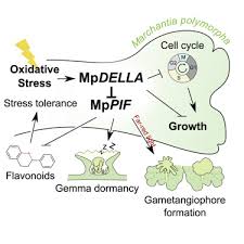 Marchantia is a genus of liverworts in the family marchantiaceae and the order marchantiales. Coordination Between Growth And Stress Responses By Della In The Liverwort Marchantia Polymorpha Sciencedirect
