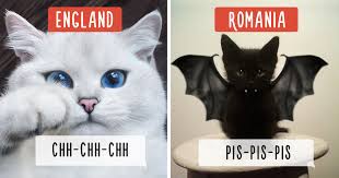 5 seconds or less each. How People Call Cats In Different Countries Bored Panda