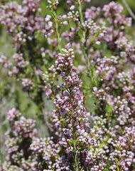 Image result for Erica lanceolifera