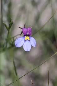 Image result for Monopsis