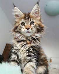 Maine Coon Panosundaki Pin