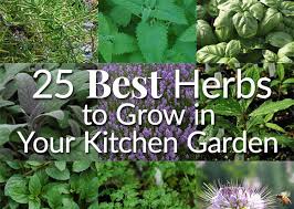 25 best herbs to grow in your kitchen
