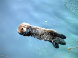 Sleeping Baby Sea Otter Baby Sea Otters Sea Otter Otters