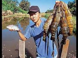 Resultado de imagem para CamarÃ£o de valenÃ§a