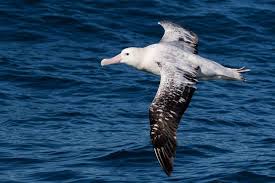 Wandering Albatross Animal Facts - Diomedea exulans - A-Z Animals
