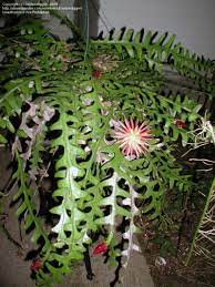 Really, looks like something made that thing up and sold it everywhere. Plantfiles Pictures Selenicereus Species Fishbone Orchid Cactus Ric Rac Orchid Cactus Selenicereus Anthonyanus By Daytondigger