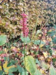 Image result for Persicaria glomerata