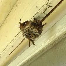Western media is in dire need of more russia writers. Of Paper Wasps And Scrub Jays Root Simple