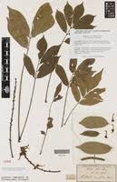 Image result for Millettia drastica