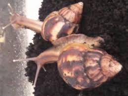 Image result for snails breeds