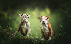 We did not find results for: American Pit Bull Terrier Cute Puppies Small Dogs Forest Pets Brown White Puppy Hd Wallpaper Peakpx