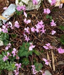 Image result for Cyclamen parviflorum