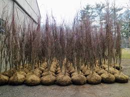 Planting A New Hedge At The Farm The Martha Stewart Blog