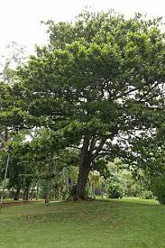 Image result for Terminalia boivinii