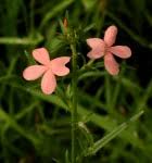 Image result for Striga linearifolia