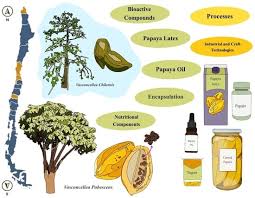 Image result for Cylicomorpha parviflora