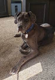 Healthy akc registered great dane puppies in new york. Great Dane For Adoption In Denver Co Area Adopt Ripley