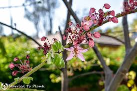 Image result for Cassia agnes