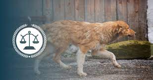 Animal Control Officer Training, Job Requirements & Salary Info