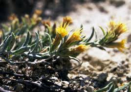 Image result for Dicoma arenaria