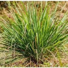 Image result for Cymbopogon nardus