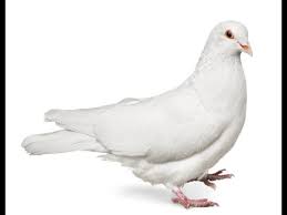 .kyon bachey os se khailte hain aurte makhmal ko pasand karti hain aur mard os ke keere ke kareeb bhi nahi jate aur wo raat ko makhaml ke gharoon pe ghomta rahta he please tell us which questions below are the same as this one: Birds Name In Hindi à¤¸ à¤® à¤¨ à¤¯ à¤œ à¤ž à¤¨ à¤« à¤Ÿ à¤µ à¤¡ à¤¯ Ira Parenting