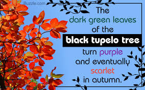 Check spelling or type a new query. Fantastic Facts About Black Tupelo Trees Gardenerdy
