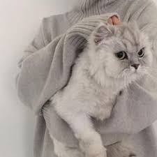 P I N T E R E S T Mattieblackerby Cats Animals Cute Animals