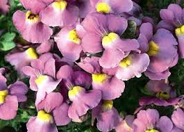 Image result for Nemesia