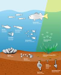 Light blue waters are the euphotic zone, while the darker blue waters represent the twilight zone. Food Web Chesapeake Bay Program