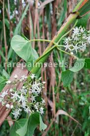 Image result for Cynanchum