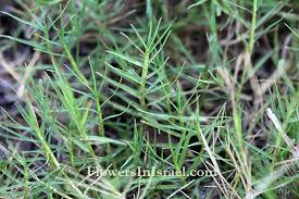 Image result for Cynodon dactylon