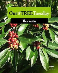 Image result for Ilex mitis