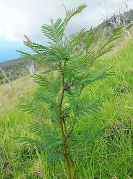 Image result for Acacia mearnsii