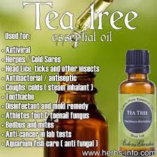 Tea Tree Essential Oil Uses Essential Oils Oils Essential Oils Herbs